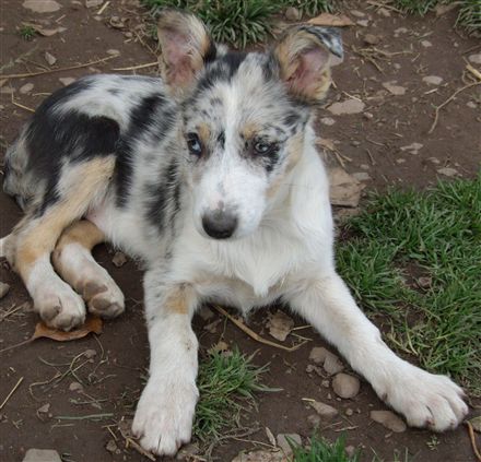 Click for large image