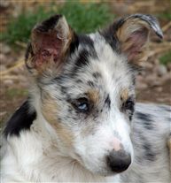 Click for large image