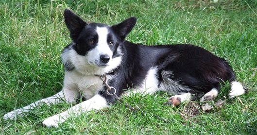 Click for large image