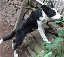 Click for large image