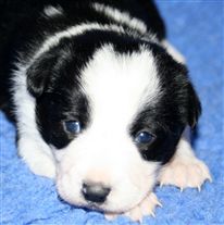 Click for large image