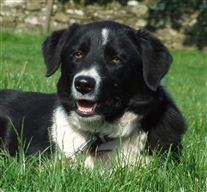 Click for large image