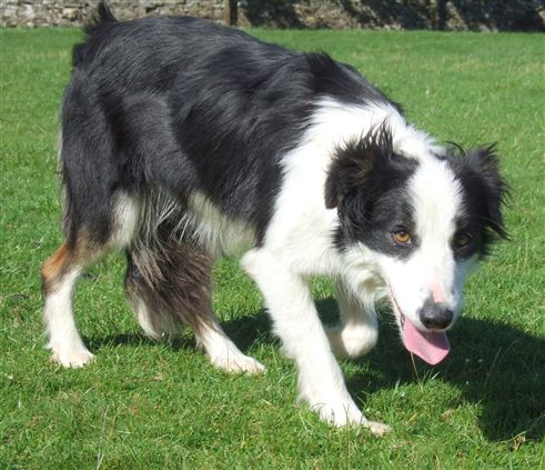 Click for large image