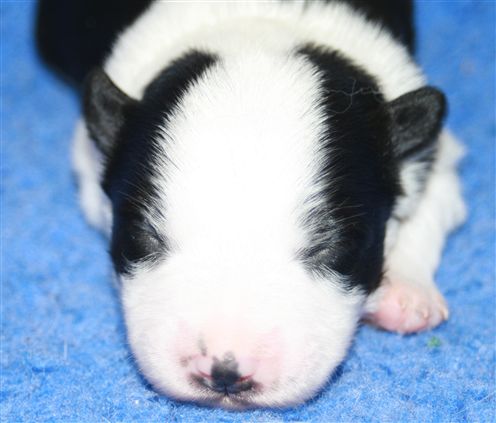 Click for large image