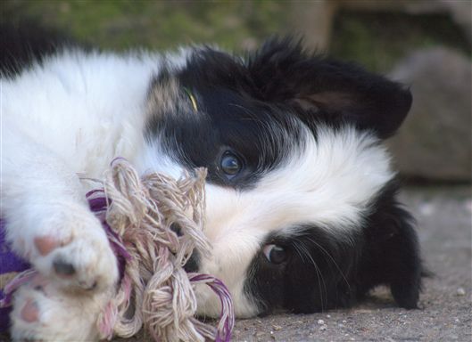 Click for large image