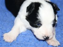 Click for large image