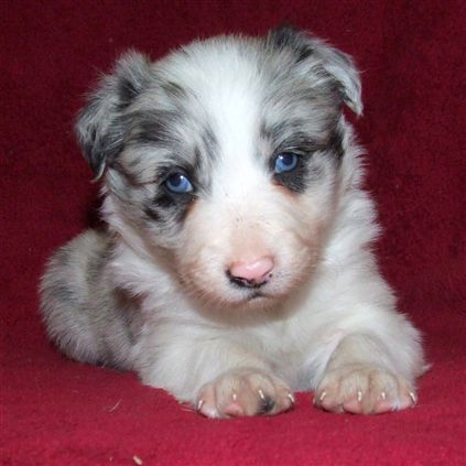 Click for large image