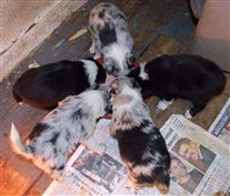 Click for large image