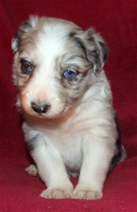 Click for large image