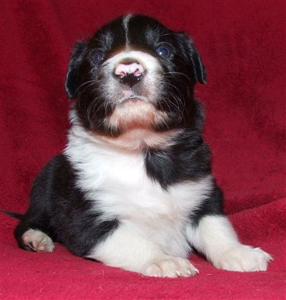 Click for large image