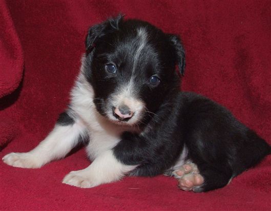 Click for large image