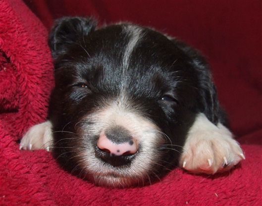 Click for large image