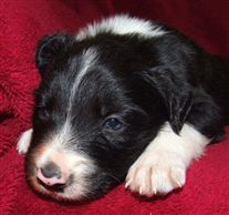 Click for large image