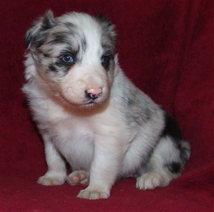 Click for large image