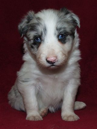 Click for large image