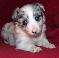 Click for large image