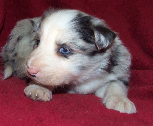 Click for large image