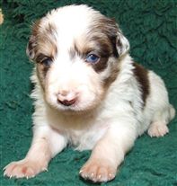 Click for large image