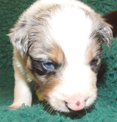 Click for large image