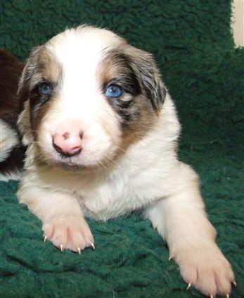 Click for large image