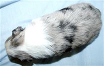 Click for large image