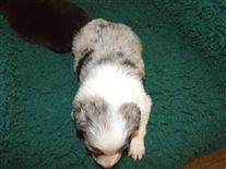 Click for large image