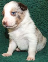 Click for large image