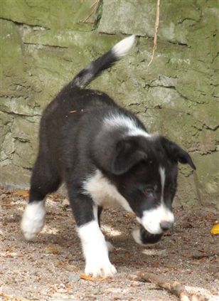 Click for large image