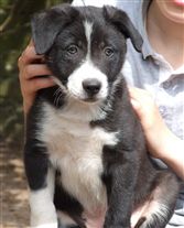 Click for large image