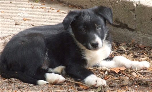 Click for large image