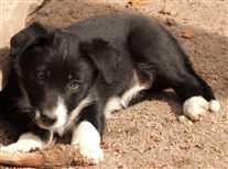 Click for large image