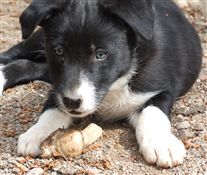 Click for large image