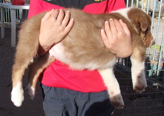 Click for large image