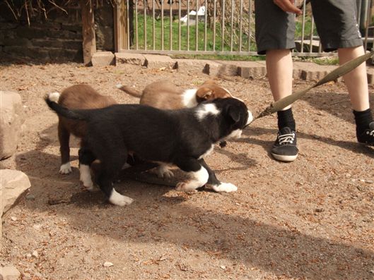 Click for large image