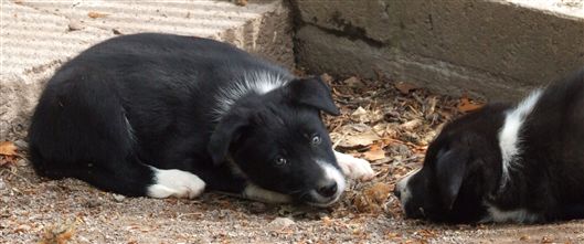 Click for large image