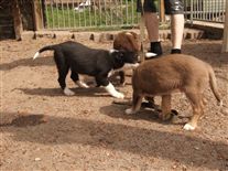 Click for large image