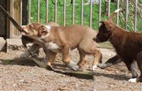 Click for large image