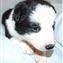 Bee x Guy pup no 2  16-09-2011
