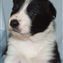 Bee x Guy pup no 6  16-09-2011