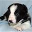Bee x Guy pup no 7  16-09-2011