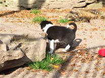 Click for large image