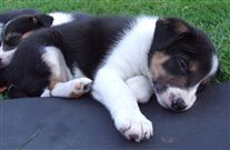 Click for large image