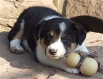 Click for large image