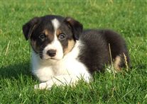 Click for large image