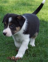 Click for large image