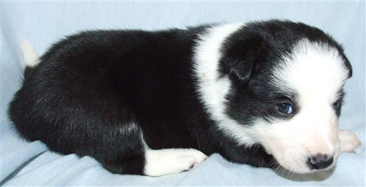 Click for large image