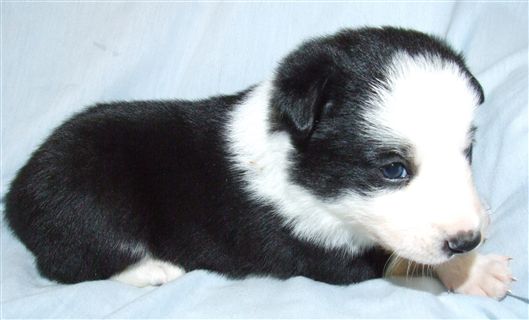 Click for large image