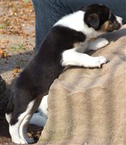 Click for large image