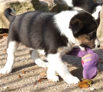 Click for large image