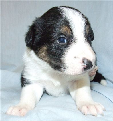 Click for large image